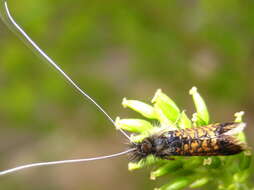 Imagem de Nemophora raddei Rebel 1901