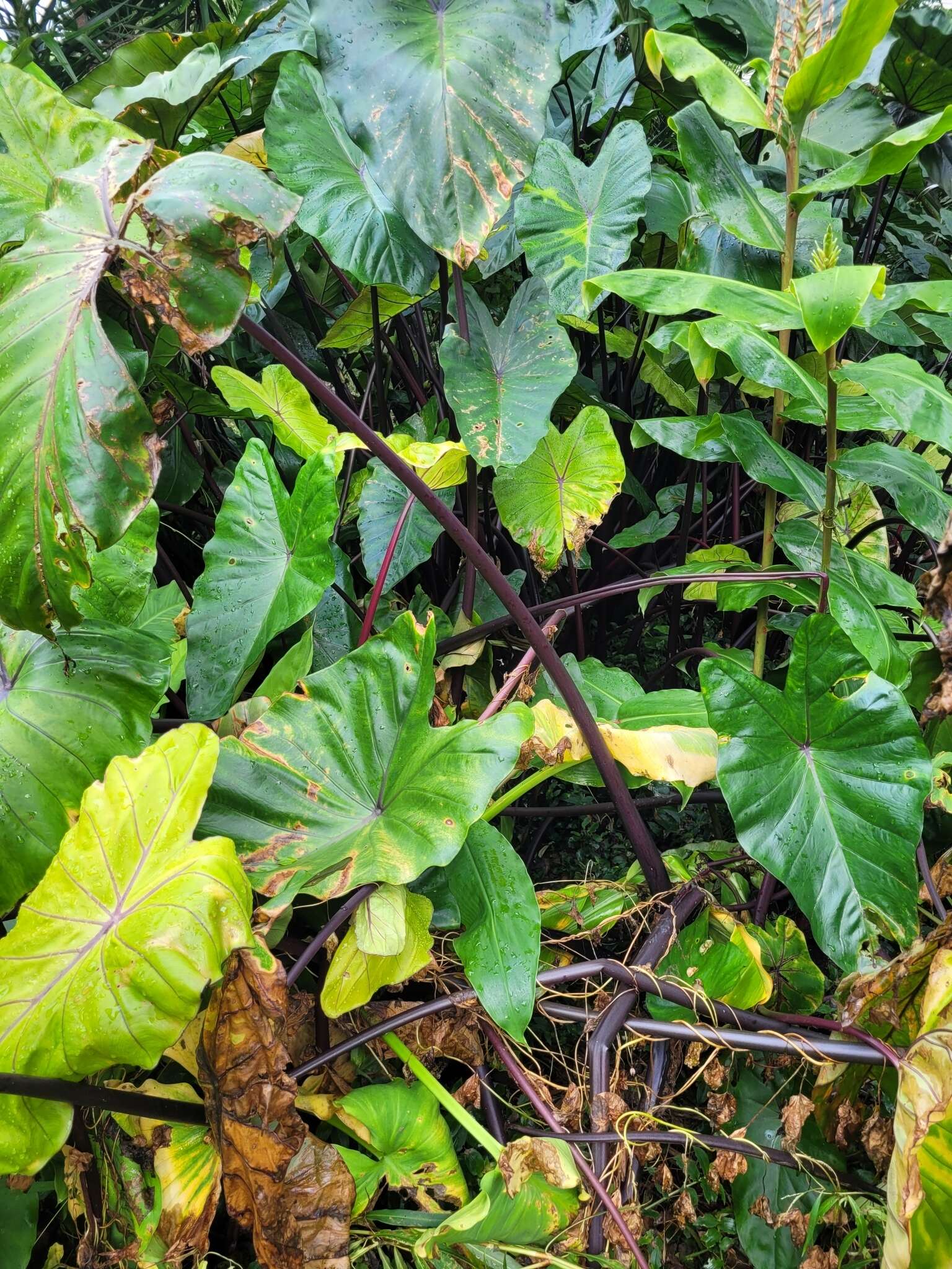 Imagem de Colocasia fontanesii Schott