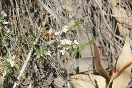 Image of Cyanothamnus nanus