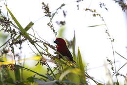 Sivun Pyrenestes sanguineus Swainson 1837 kuva