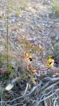 Image of Fringed mantis orchid