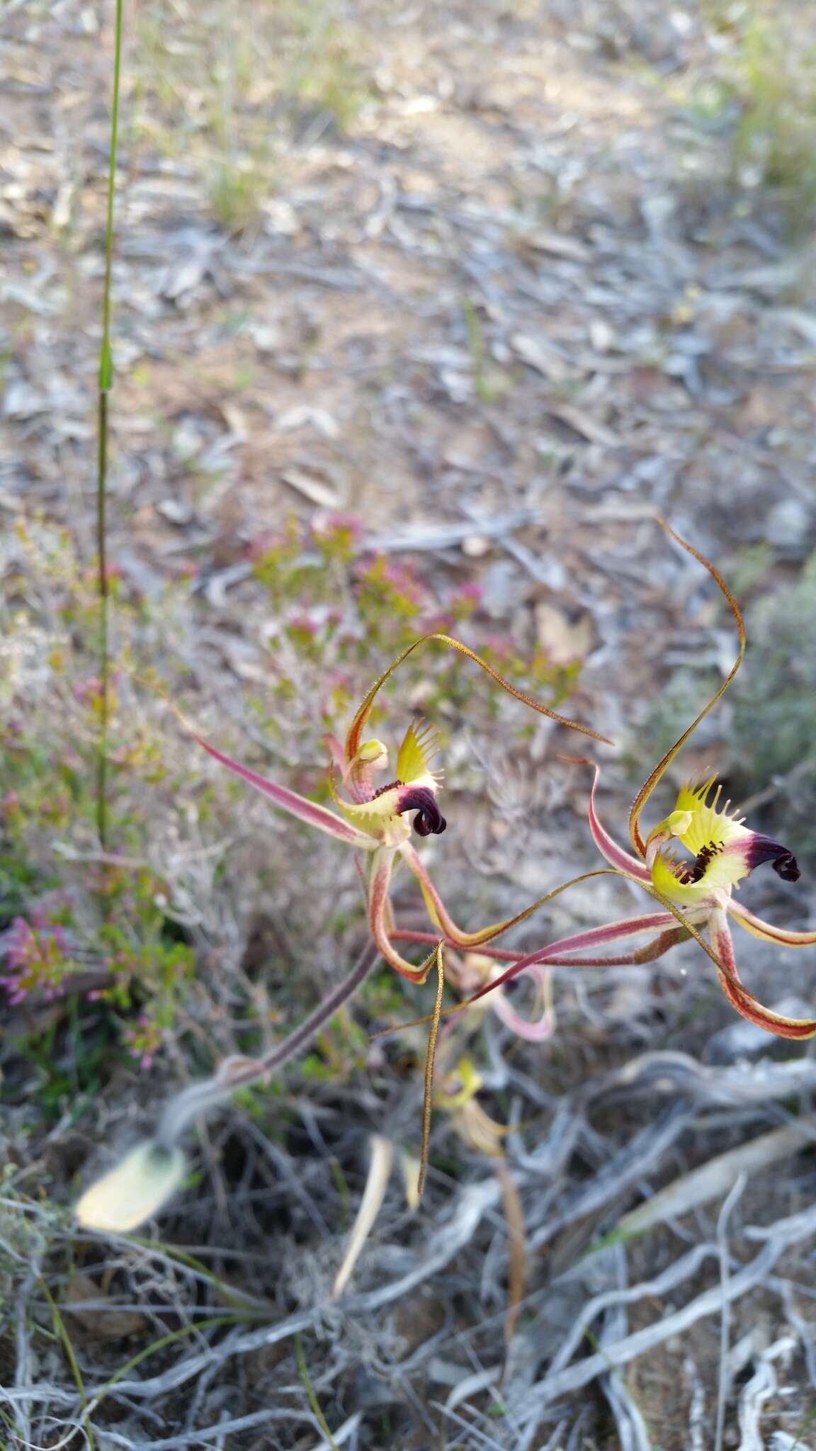 Image of Fringed mantis orchid