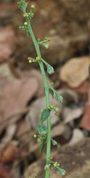 Imagem de Baliospermum solanifolium (Burm.) Suresh