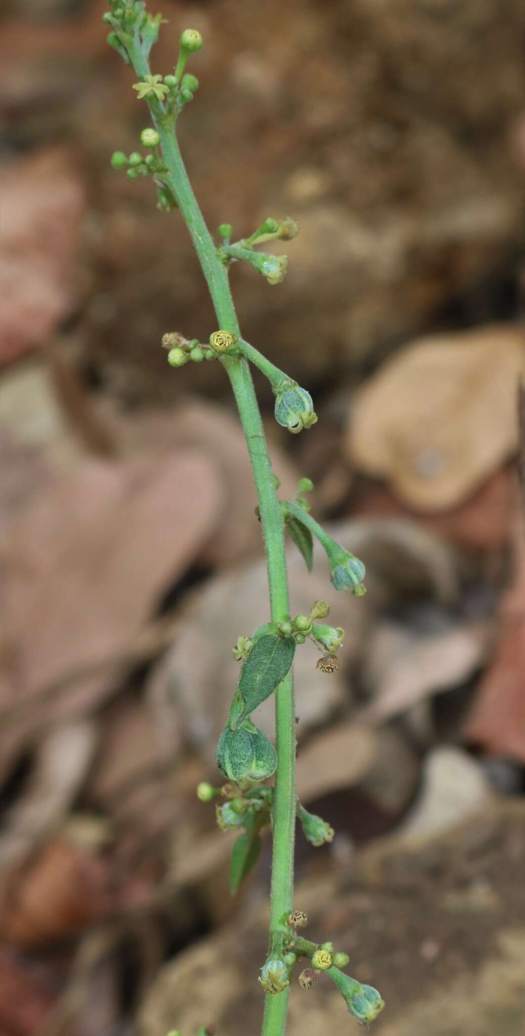 Слика од Baliospermum solanifolium (Burm.) Suresh