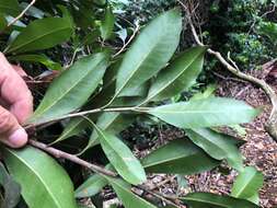 Image of Planchonella australis (R. Br.) Pierre