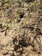 Image of silver pygmycudweed