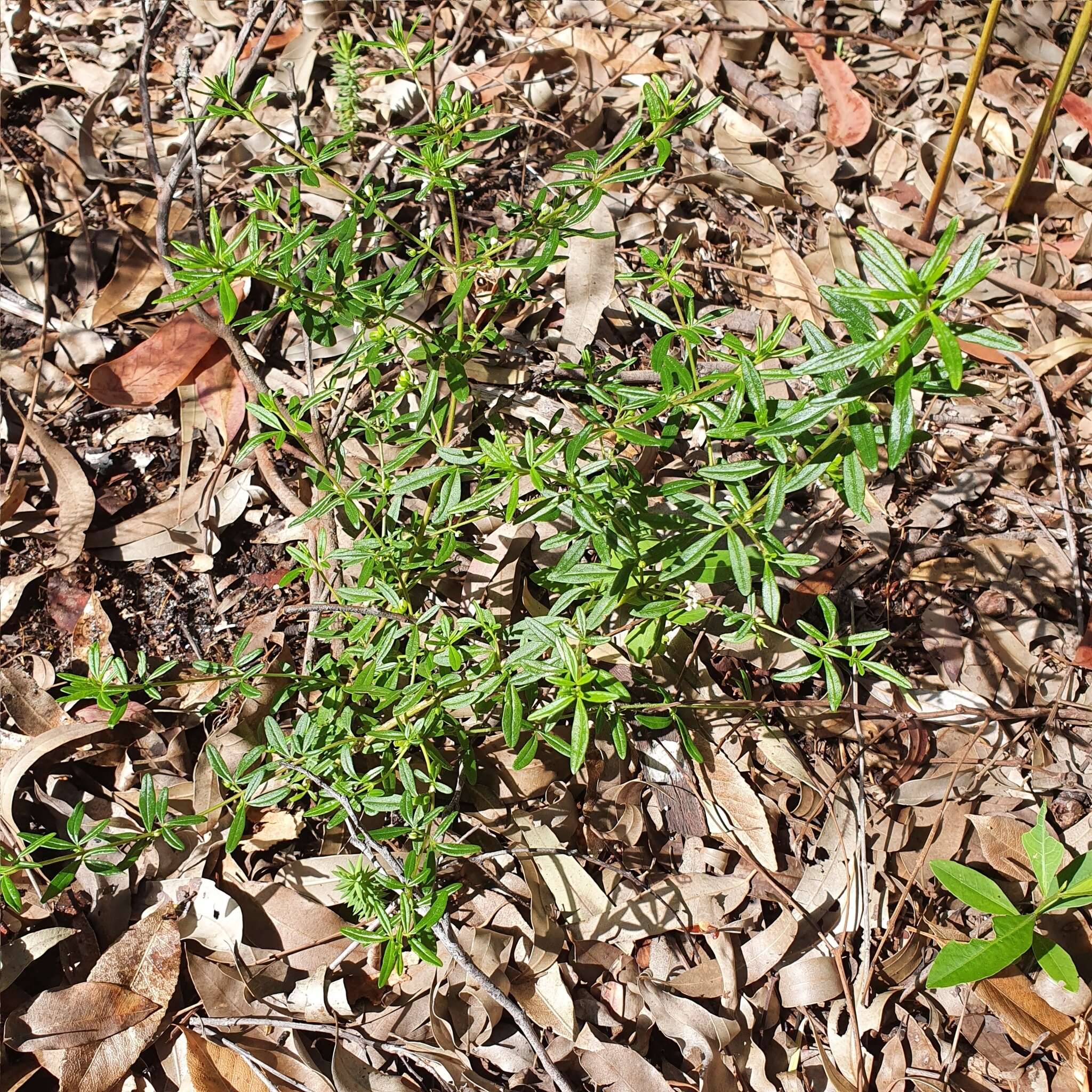 Image of Zieria pilosa Rudge