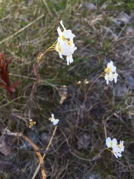 Image of rockcress