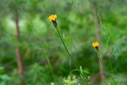 Imagem de Hypochaeris maculata L.