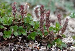 Image of Salix berberifolia subsp. tschuktschorum (A. Skvorts.) Worosch.