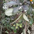 Image of Berberis huertasii L. A. Camargo G.