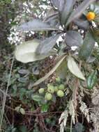 Image of Berberis huertasii L. A. Camargo G.