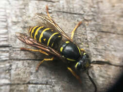 Image of Forest Yellowjacket