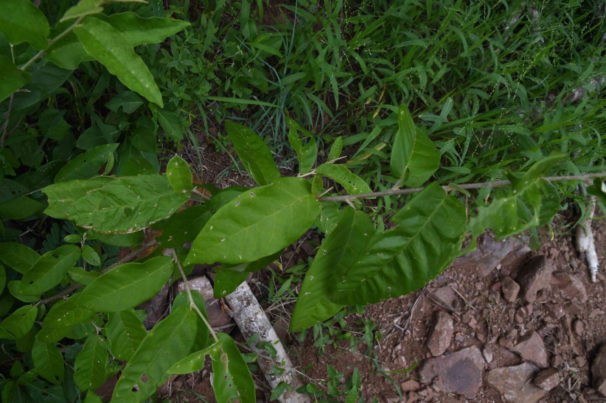 Image of Rough-leaved croton