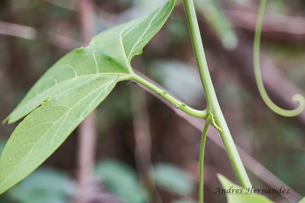 Image of Passiflora platyloba Killip