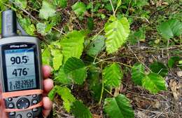 Image of kangaroo vine