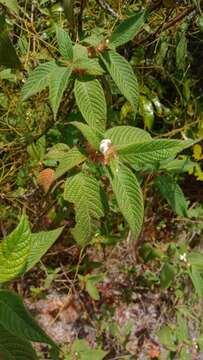 Image de Sabicea acuminata Baker