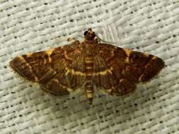 Image of Yellow-spotted Webworm Moth