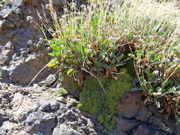 Image of Valeriana carnosa Sm.