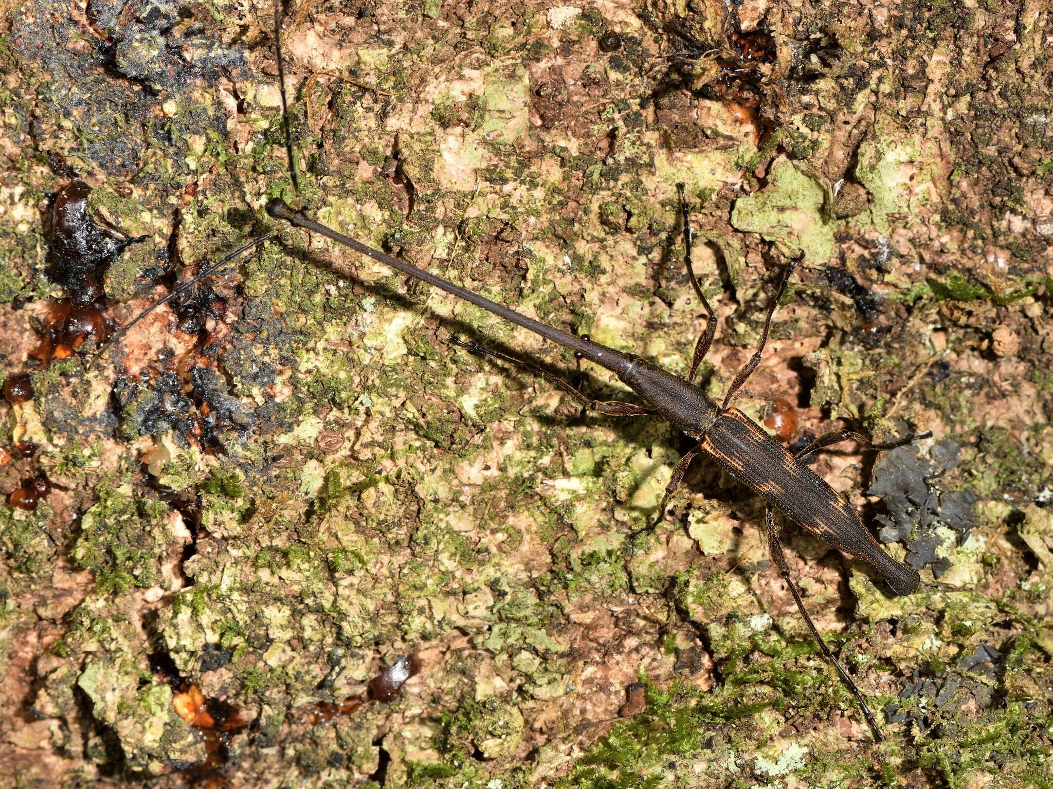 Image of Giraffe weevil