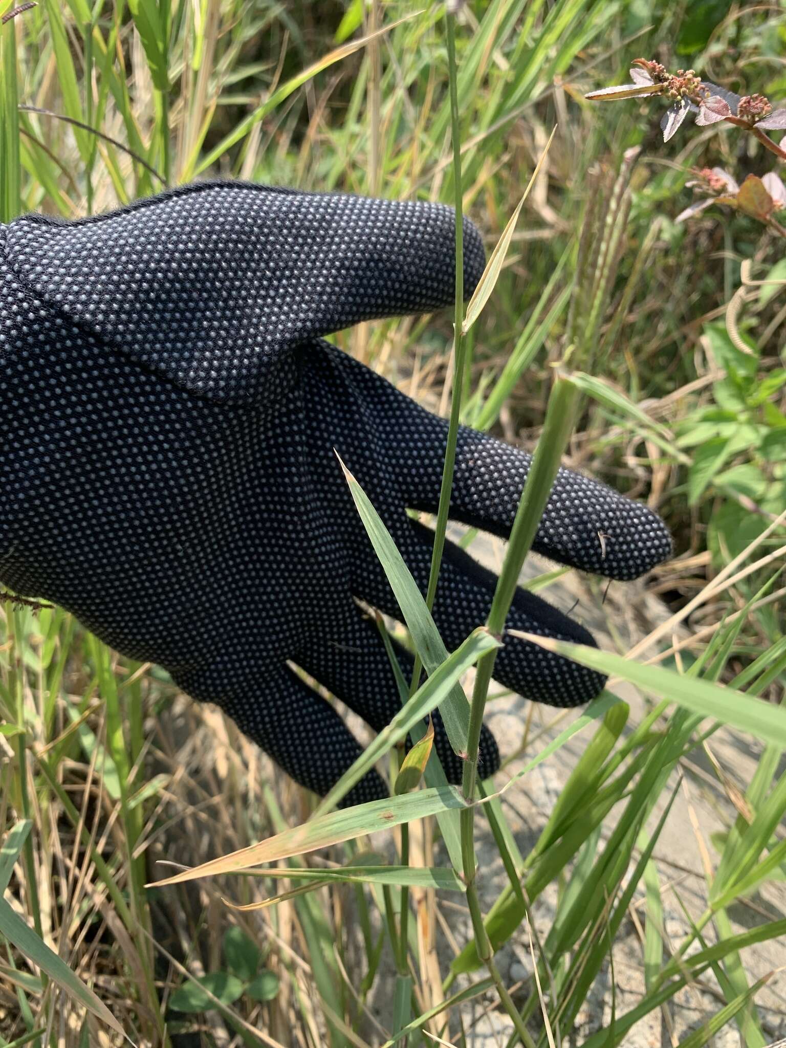 Image of African Bermudagrass