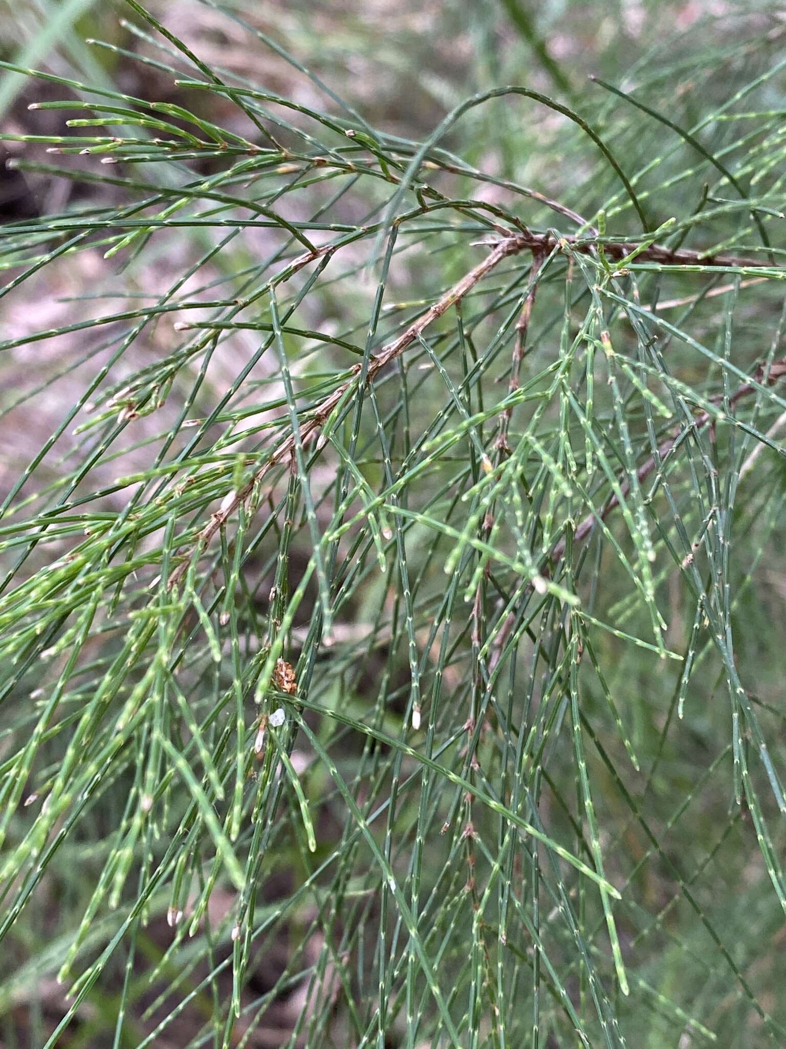 Image of Allocasuarina decussata (Benth.) L. A. S. Johnson