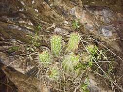 Image of Arizona Hedgehog Cactus