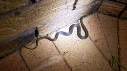 Image of Black-bellied Swamp Snake