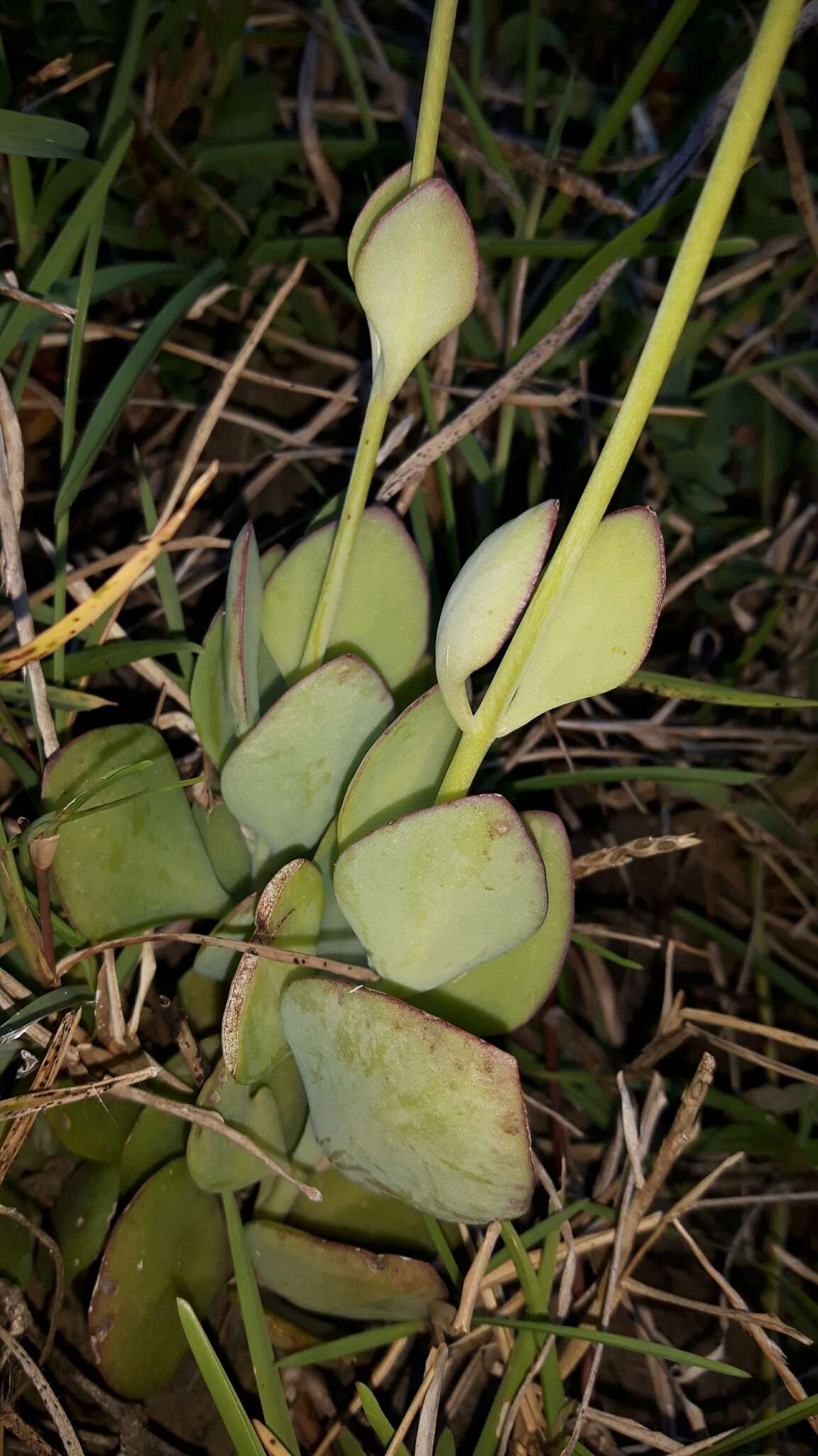 Image of Common kalanchoe