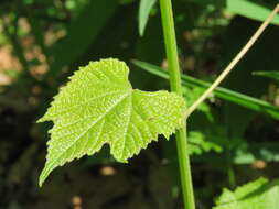 Image of summer grape