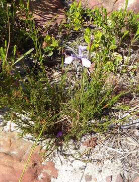 Image of Moraea tripetala subsp. jacquiniana (Schltr. ex G. J. Lewis) Goldblatt & J. C. Manning