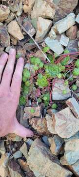 Imagem de Sedum spathulifolium subsp. purdyi (Jeps.) Clausen