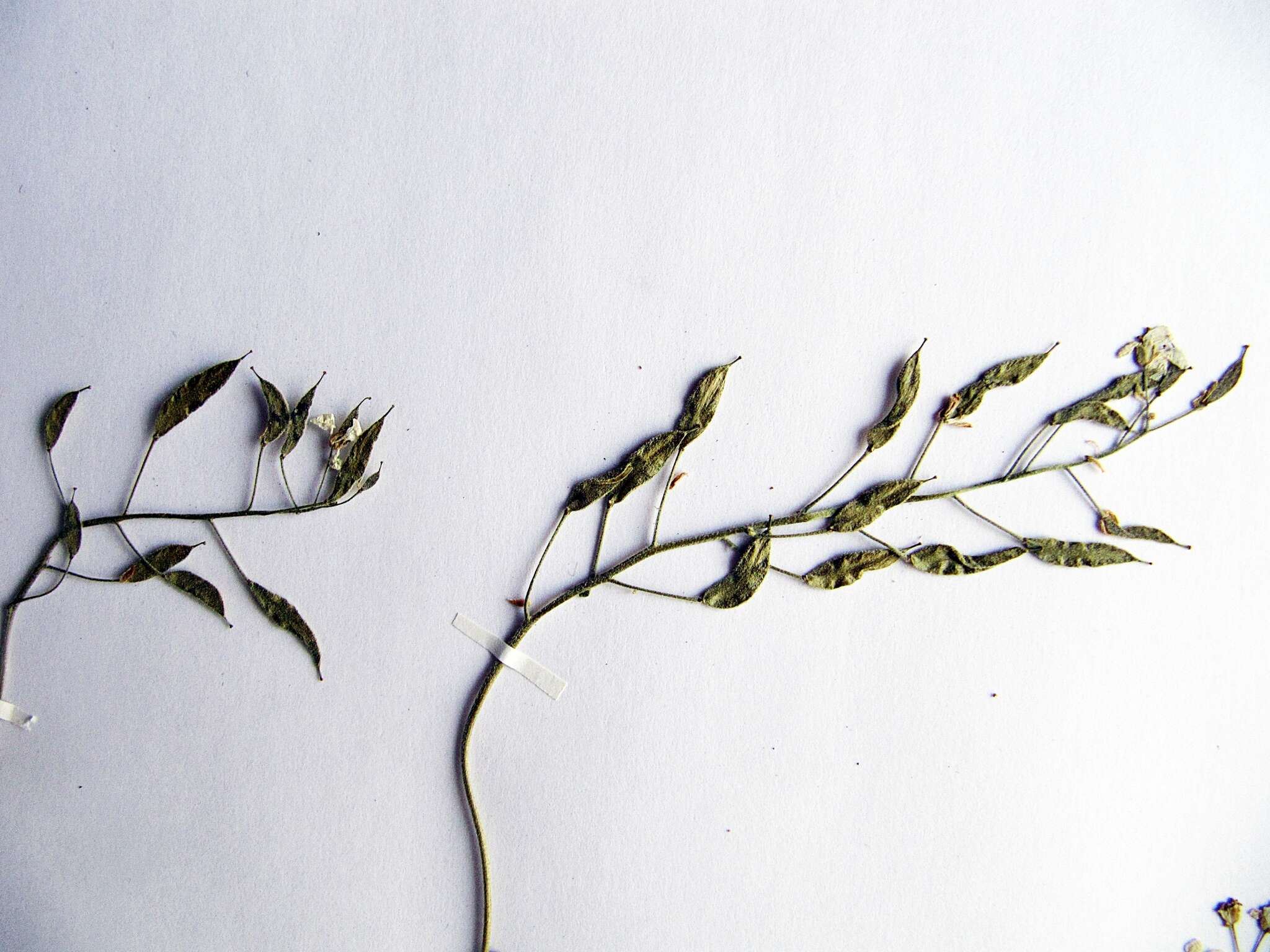 Image of Draba cardaminiflora Kom.