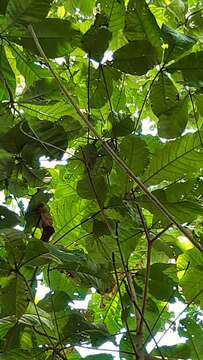 Image of Seychelles Black Paradise Flycatcher