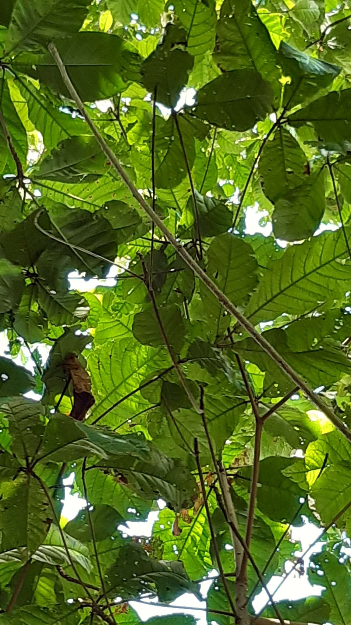 Image of Seychelles Black Paradise Flycatcher