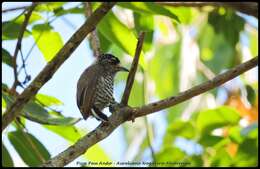 Image of Golden-spangled Piculet