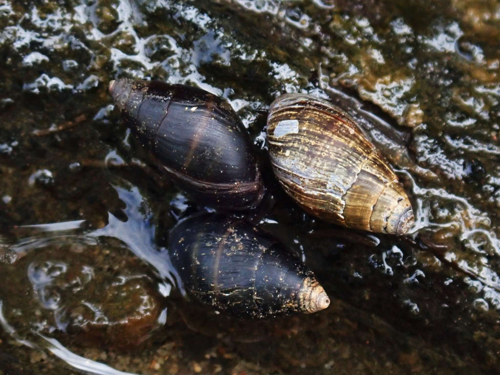 Imagem de Ophicardelus ornatus (Férussac 1821)