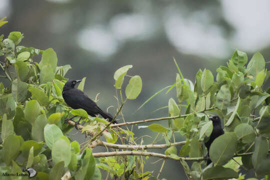 Image of Nicaraguan Grackle