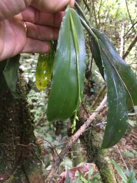 Imagem de Polystachya cultriformis (Thouars) Lindl. ex Spreng.