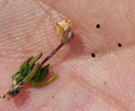 Image of Bog Stitchwort