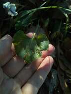 Image of Viola sororia f. priceana (Pollard) Cooperr.