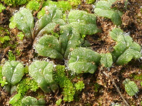 صورة Oxymitra incrassata (Brot.) Sérgio & Sim-Sim