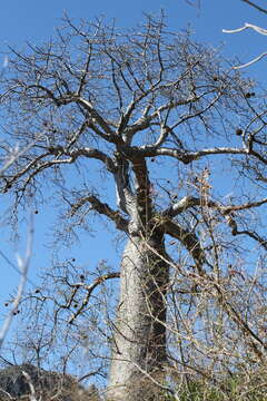 Image of Baobab