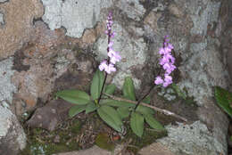 Image of Stenoglottis macloughlinii (L. Bolus) G. McDonald ex J. M. H. Shaw