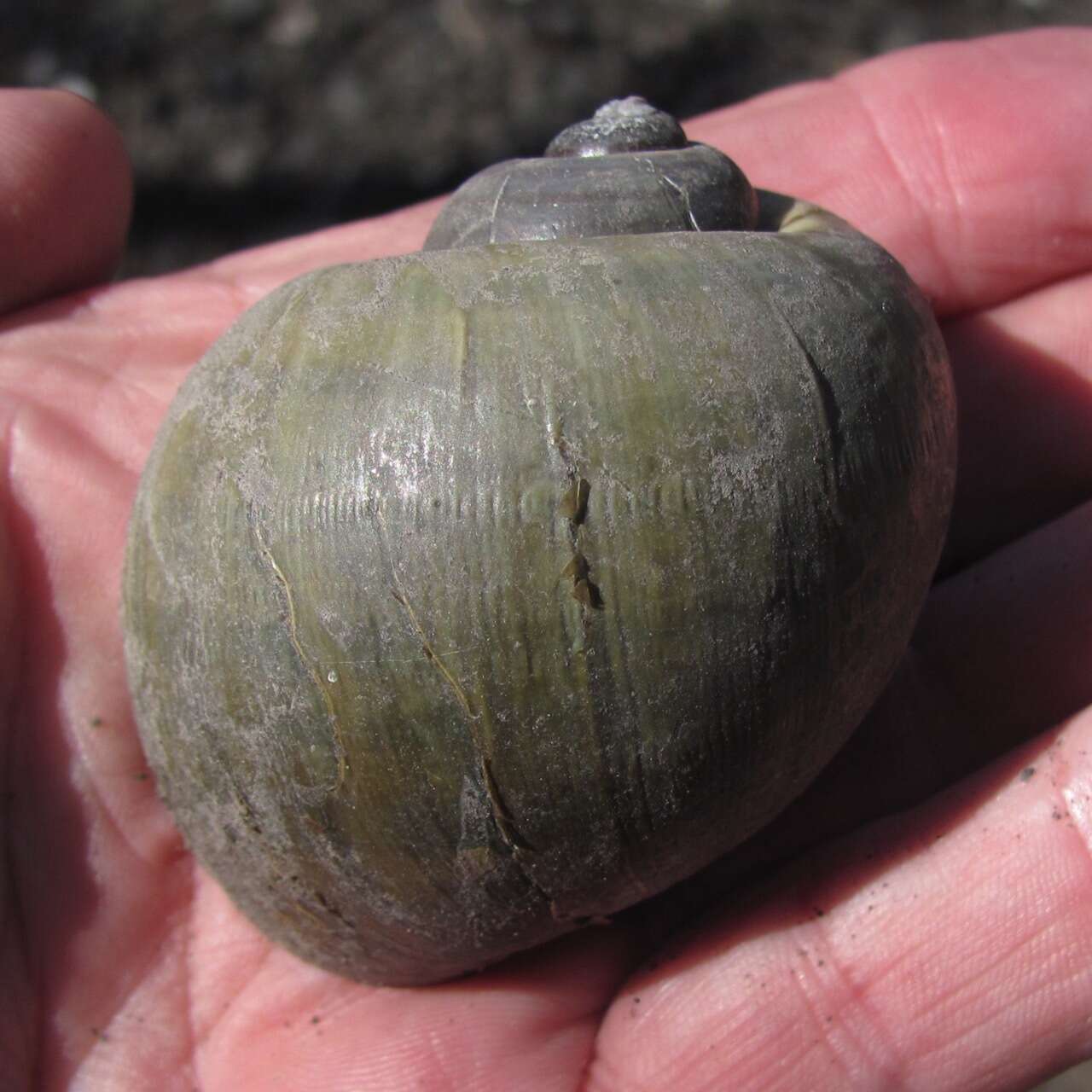 Image of Giant applesnail