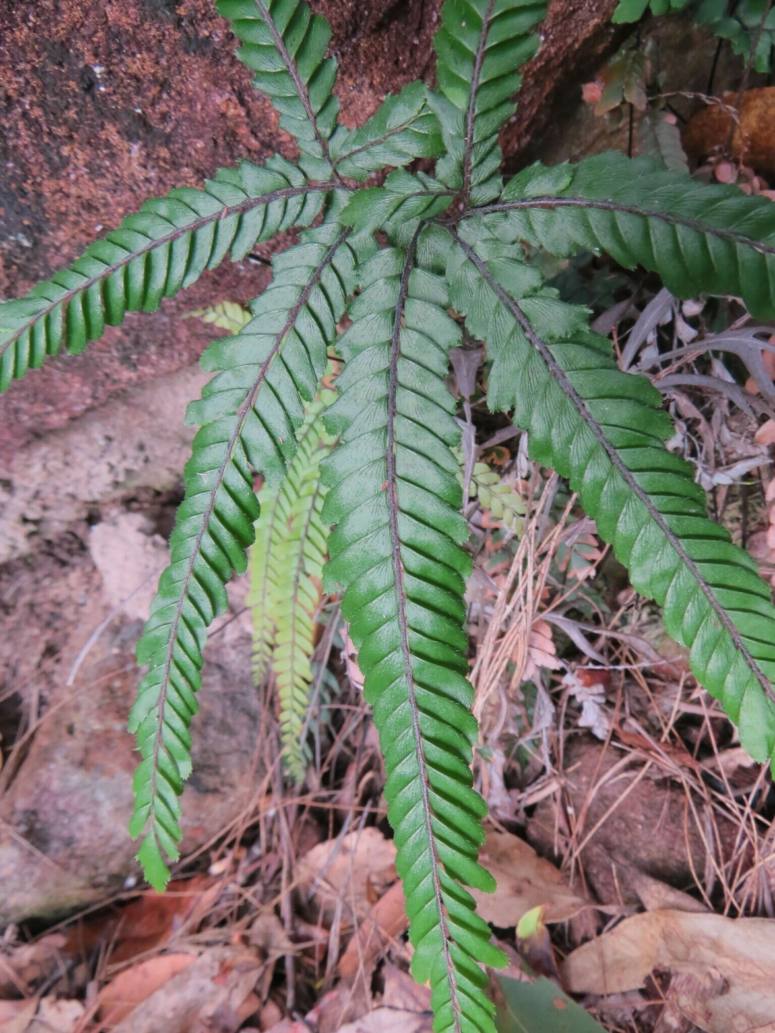 Image of Adiantum hispidulum var. hypoglaucum Domin