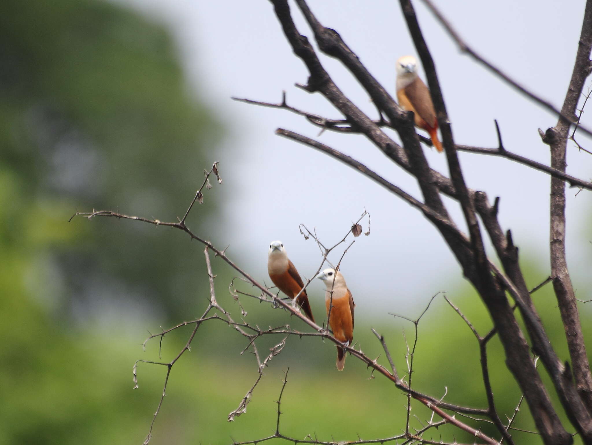 Image of Pale-headed Munia