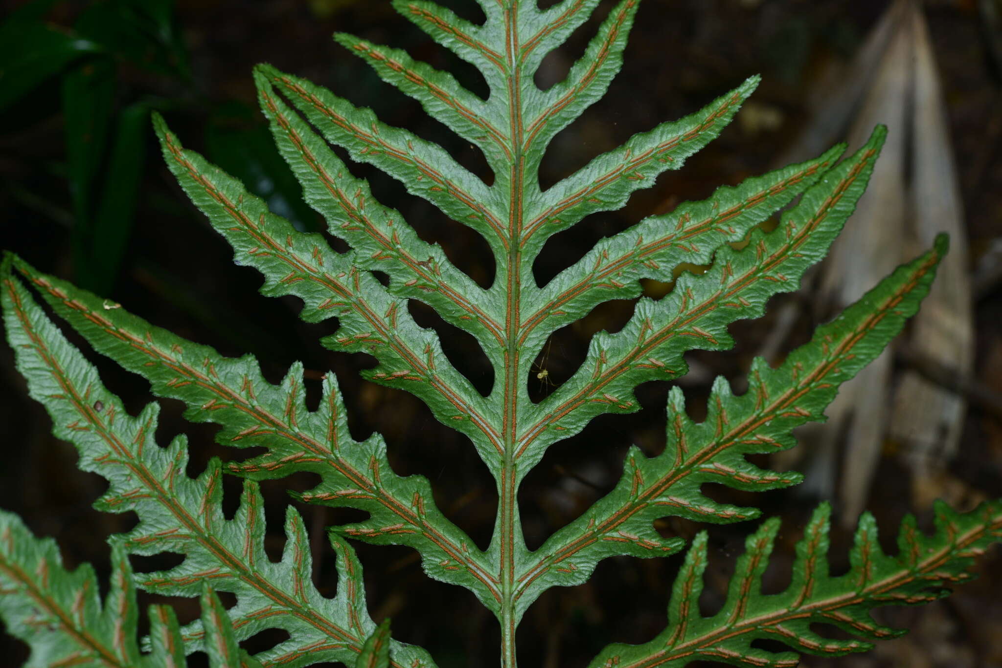 Image of Woodwardia kempii Copel.
