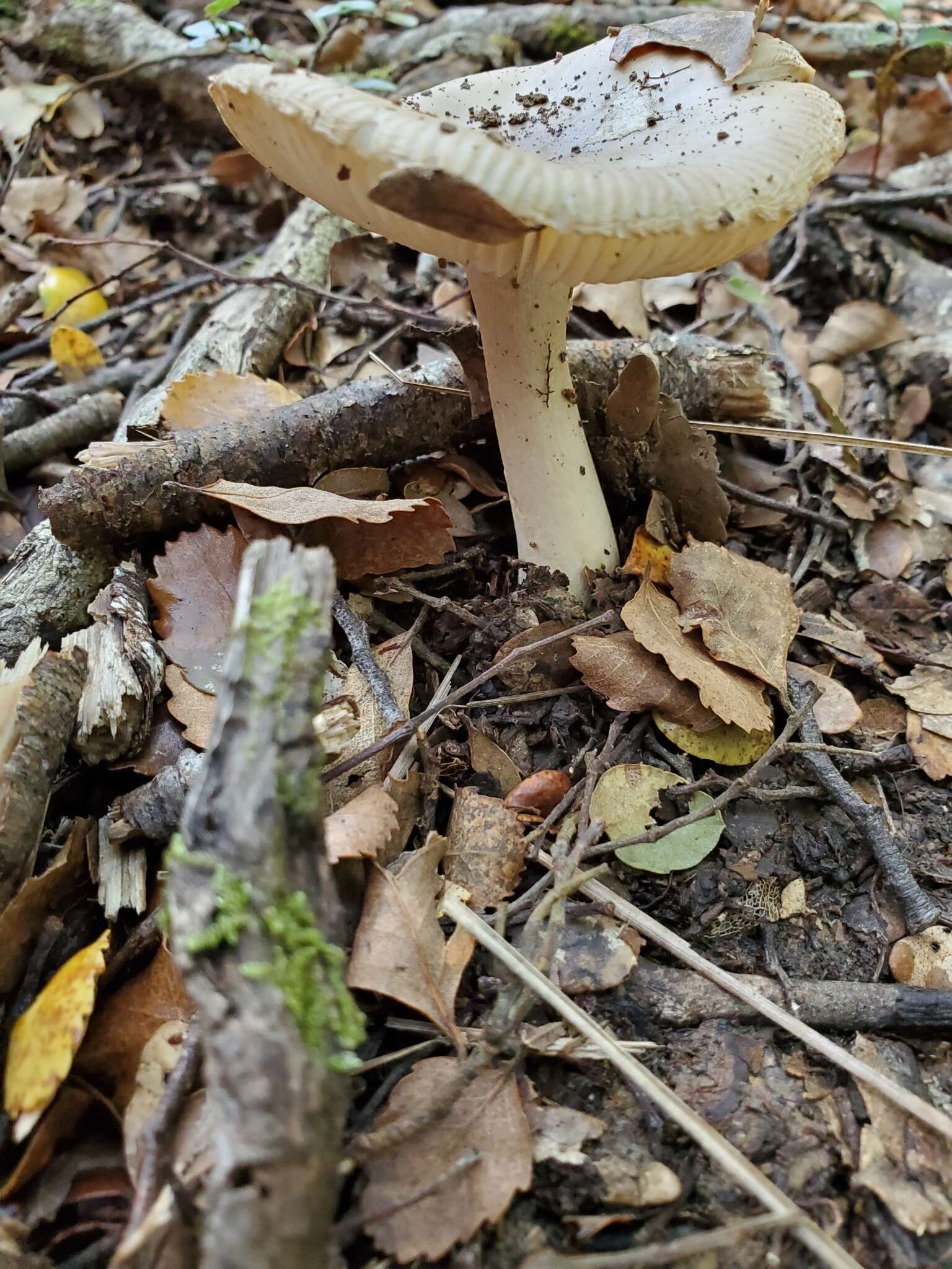 Image of Amanita taiepa G. S. Ridl. 1991