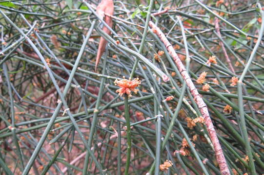 Image of Ephedra tweedieana C. A. Mey.